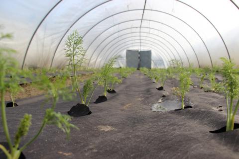 Der Fenchel wächst und gedeiht