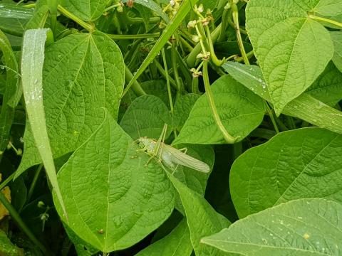Ein Heupferd im Bohnengrün.