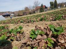 Und so sahen die Pflanzen ohne Beikraut aus.