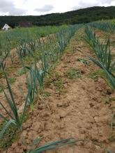 Auch beim Lauch gibt es viel Beikraut