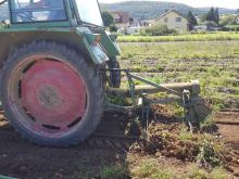 So werden die Kartoffeln gerodet So werden die Kartoffeln gerodet