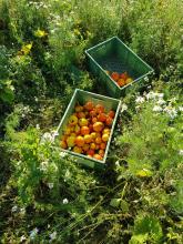 Sehr kleine Kürbisse.