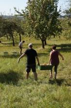 Zwei Mitglieder tragen eine Kiste mit Äpfeln. Zwei Mitglieder tragen eine Kiste mit Äpfeln.