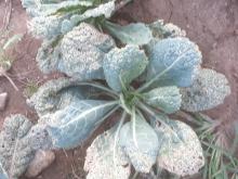 Hier ist ein Wirsing mit Schäden durch Erdflöhe zu sehen. Hier ist ein Wirsing mit Schäden durch Erdflöhe zu sehen.