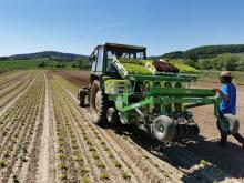 Nach einer langen Regenphase kann endlich Salat gepflanzt werden.