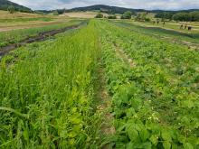 Ziemlich viel Unkraut