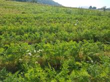 Möhrengrün, so weit das Auge reicht