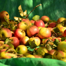 Vom Baum geschüttelte Äpfel liegen auf einer Plane.